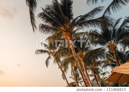 Coconut trees on the beach in the evening 111968815