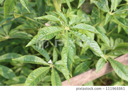 green leaves of a tree in the garden 111968861
