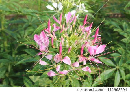 close up of Cleome spinosa flower blooming 111968894