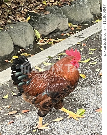 Chicken Chicken 111969047