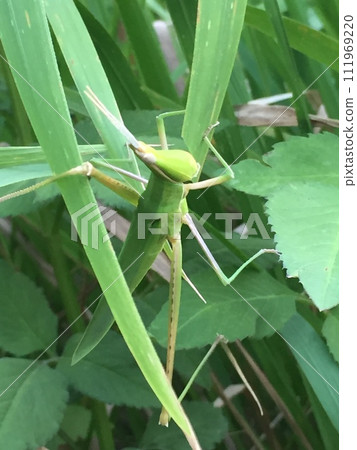 Locust Locust 111969220