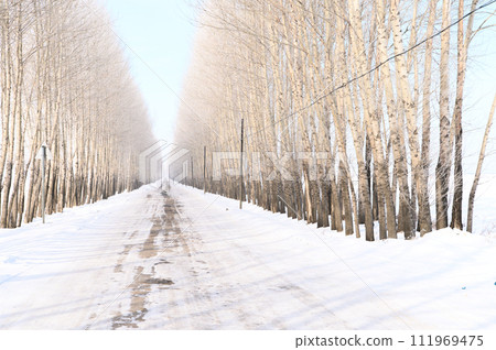 Snow road in the trees 111969475