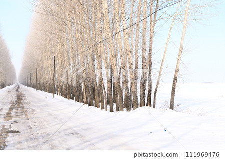 在樹的雪路 111969476