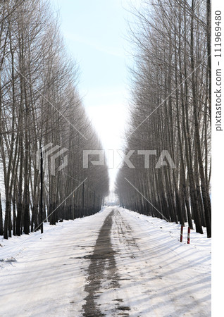 Snow road in the trees 111969480