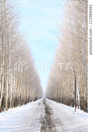 在樹的雪路 在樹的雪路 111969481