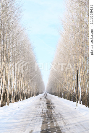 在樹的雪路 在樹的雪路 111969482
