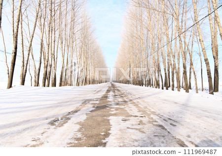 在樹的雪路 111969487