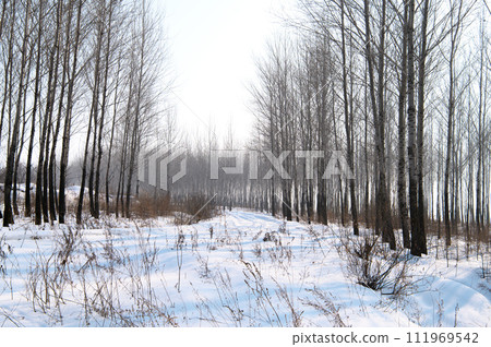 Snow road in the trees Snow road in the trees 111969542