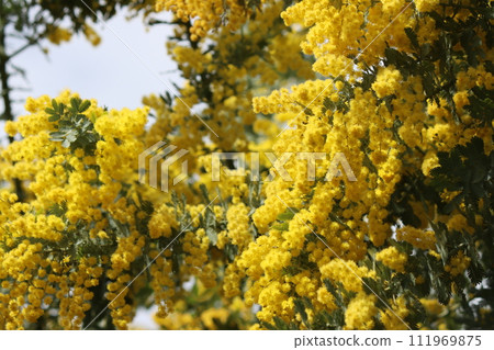 相思花在春天的陽光下燦爛 - 9 111969875