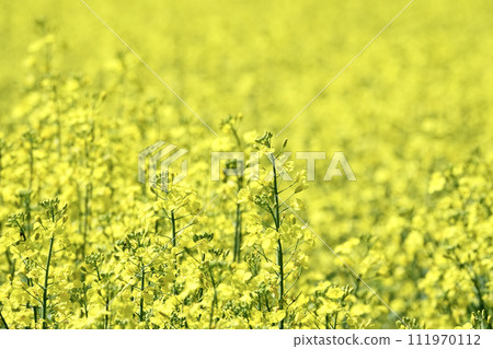 Beautiful spring flowers blooming all over Beautiful spring flowers blooming all over 111970112