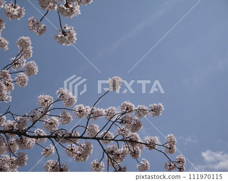 Sakura that shines in the blue sky 111970115