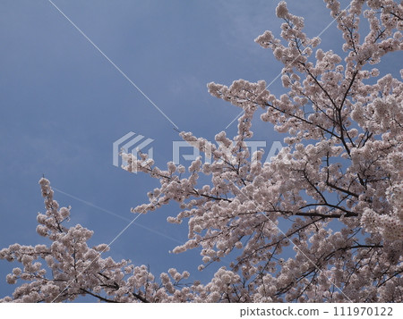 盛開的櫻花在藍天中閃耀 盛開的櫻花在藍天中閃耀 111970122