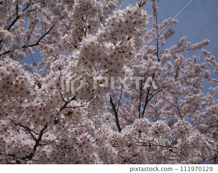 盛開的櫻花樹 盛開的櫻花樹 111970129