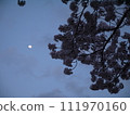 櫻花和月亮在晚上 111970160