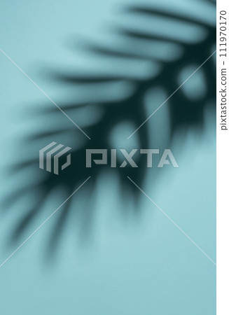 Abstract Shadow of a Tropical Leaf on a Light Blue Background in Soft Focus 111970170