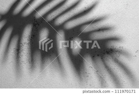 Shadow of a Fern Leaf Cast on a Textured White Wall During Daylight 111970171