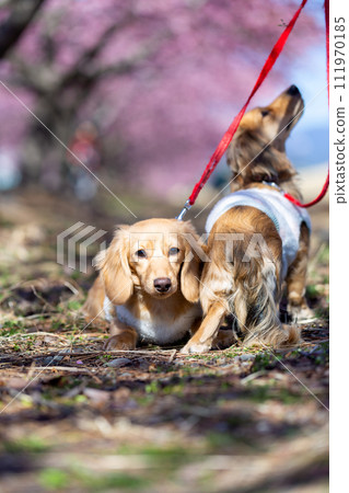行走在河床上的臘腸犬 行走在河床上的臘腸犬 111970185