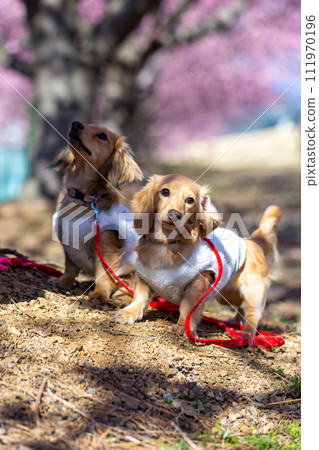 Dachshund walking on the riverbed 111970196