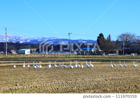 Yokote City Swans and rural scenery 111970350