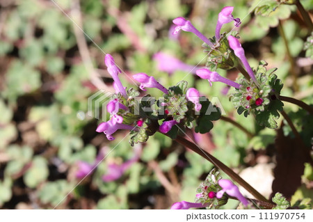 Pink hotokenoza flowers blooming on the roadside in winter Pink hotokenoza flowers blooming on the roadside in winter 111970754
