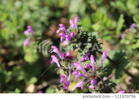 Pink hotokenoza flowers blooming on the roadside in winter 111970756