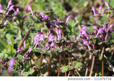 Pink hotokenoza flowers blooming on the roadside in winter Pink hotokenoza flowers blooming on the roadside in winter 111970758