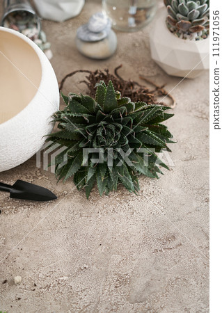 Aloe Aristata house plant rooted cutting for planting on a table indoors 111971056