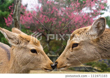 Two cute deers in Nara Park, Japan 111971183