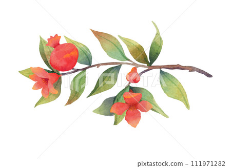 Pomegranate branch with flowers and fruits. Botanical illustration. Pomegranate branch with flowers and fruits. Botanical illustration. 111971282