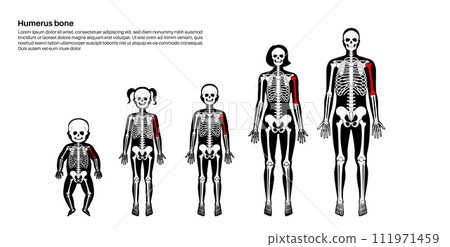Humerus bone anatomy 111971459
