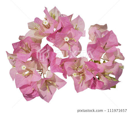 Pink Bougainvillea flower isolated on white background 111971657