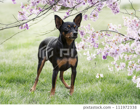 miniature pinscher in nature miniature pinscher in nature 111972338