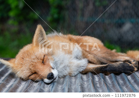 Hokkaido symbol: sleeping red fox (front) 111972876