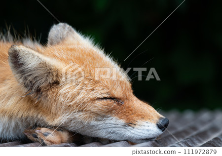 Hokkaido symbol: sleeping red fox (profile) Hokkaido symbol: sleeping red fox (profile) 111972879
