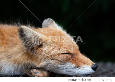 Hokkaido symbol: sleeping red fox (profile) Hokkaido symbol: sleeping red fox (profile) 111972880