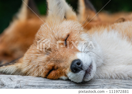 Hokkaido symbol: sleeping red fox (front) Hokkaido symbol: sleeping red fox (front) 111972881