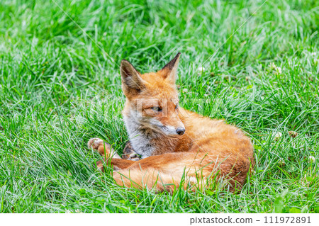 Hokkaido symbol: red fox 111972891