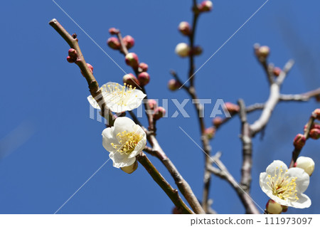 White plum White plum 111973097
