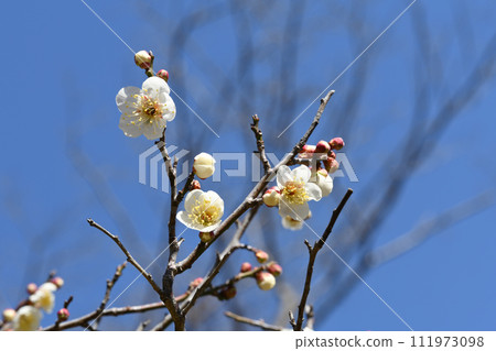 White plum 111973098