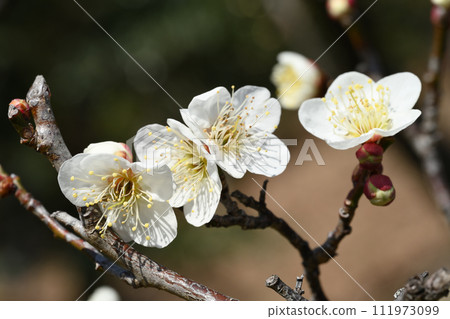 White plum White plum 111973099