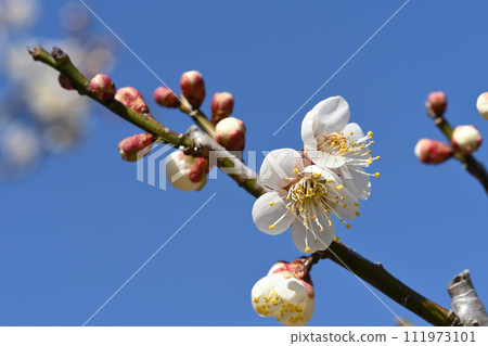 White plum White plum 111973101