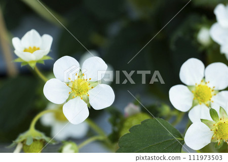 Strawberry white flowers Strawberry white flowers 111973503
