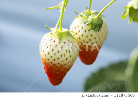 Strawberries turning red 111973506