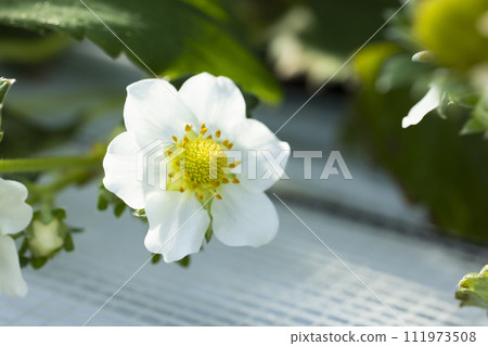 Strawberry white flowers 111973508