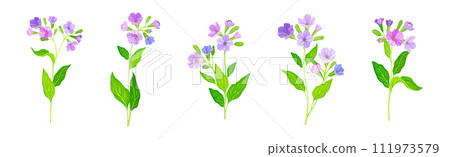 Lungwort or Pulmonaria Flowering Plant with Violet Inflorescence Vector Set Lungwort or Pulmonaria Flowering Plant with Violet Inflorescence Vector Set 111973579