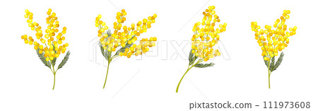 Mimosa with Yellow Racemose Inflorescences Vector Set 111973608