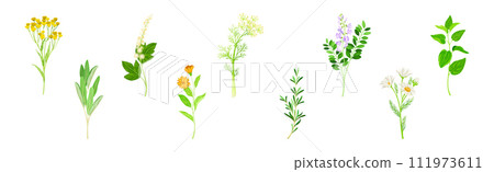 Medical Herbs with Flowering Plant on Stem Vector Set Medical Herbs with Flowering Plant on Stem Vector Set 111973611