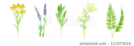 Medical Herbs with Flowering Plant on Stem Vector Set 111973616