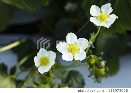 Strawberry white flowers Strawberry white flowers 111973628