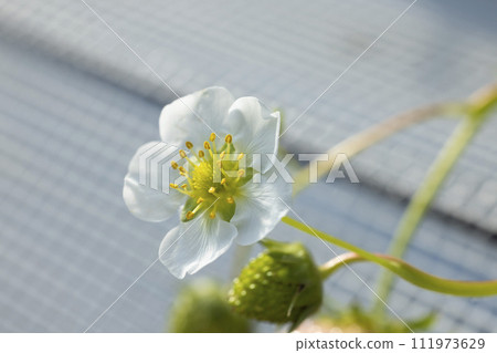 草莓白花 111973629
